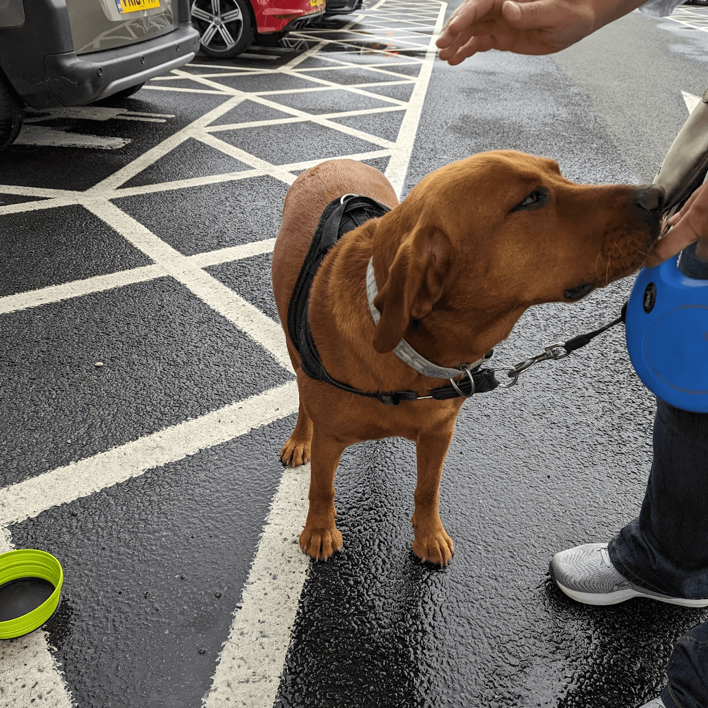 Dogs on the Leas